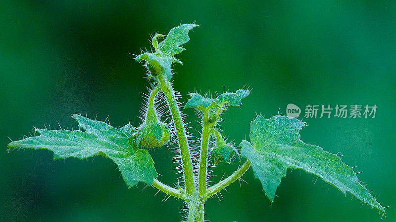马荨麻的花蕾或'Ortiga Caballuna'显示在叶子和茎上的恶毒的刺毛。